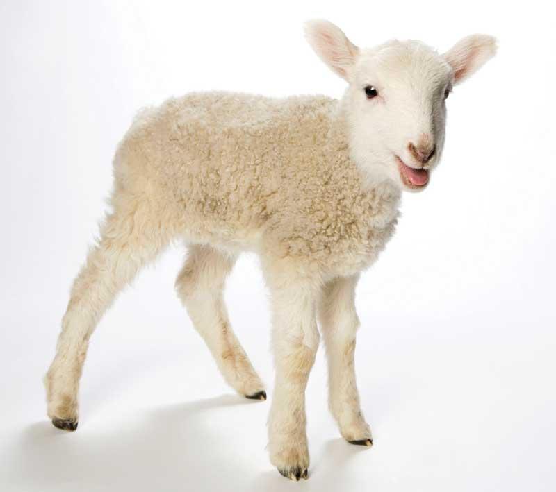 Lamb